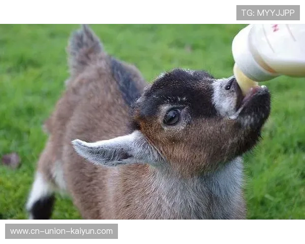 山羊体育超级联赛啦啦队（山羊篮球俱乐部）sports